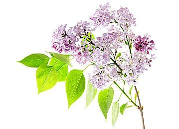 SE最新策略游戏《神领编年史》发布游戏介绍